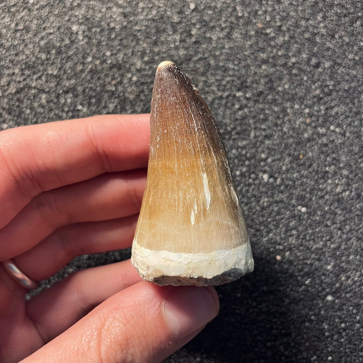 F2115 | Mosasauro | Prognathodon sp.