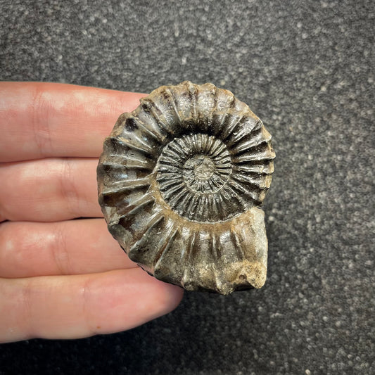 F2818 | Ammonite | Pleuroceras sp.