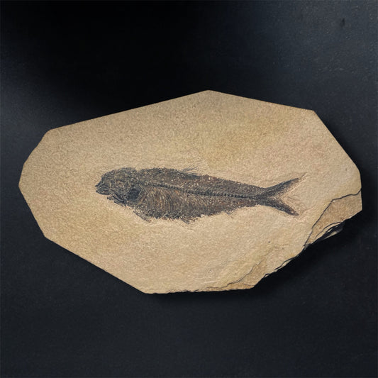 F1966 | Pesce | Knightia eocaena
