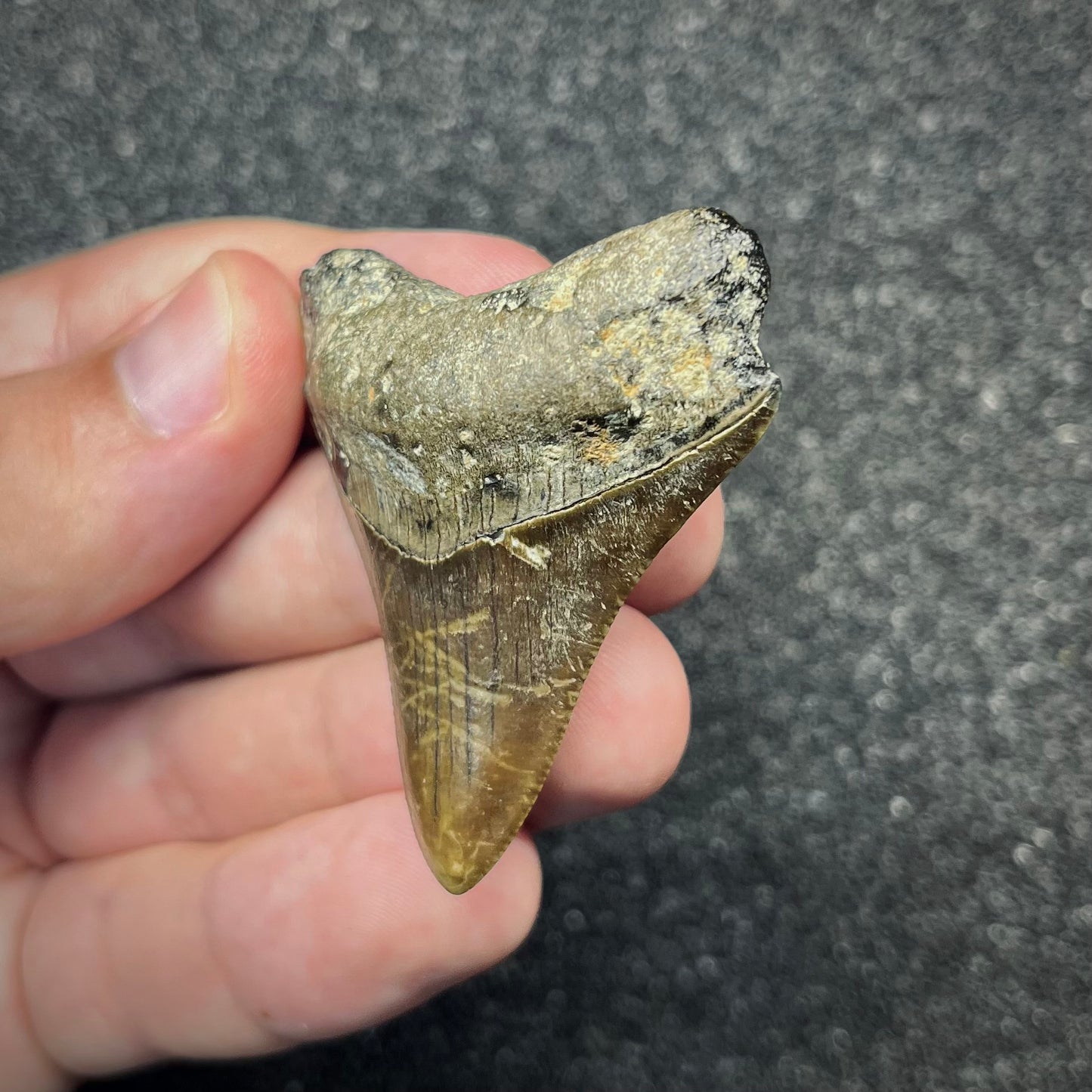F2872 | Squalo | Otodus megalodon