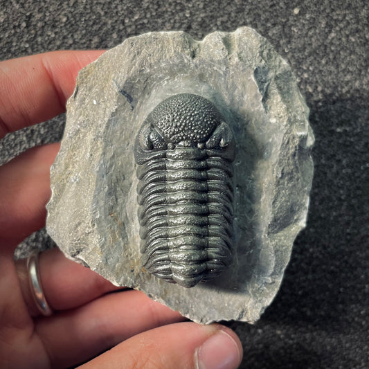 F2611 | Trilobite | Phacopidae indet.