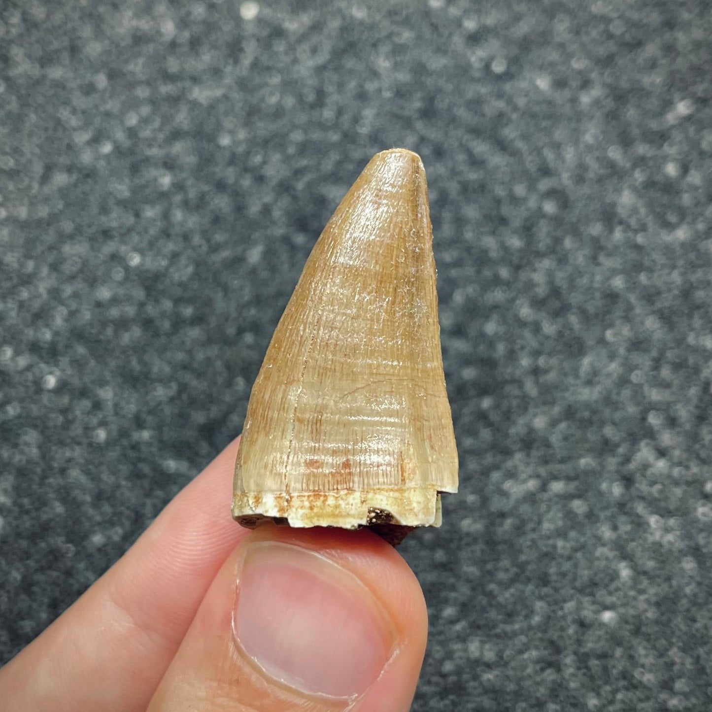 F2688 | Mosasauro | Prognathodon sp.