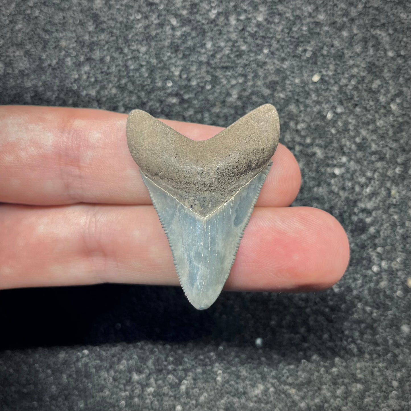 F2873 | Squalo | Otodus megalodon