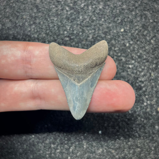 F2873 | Squalo | Otodus megalodon
