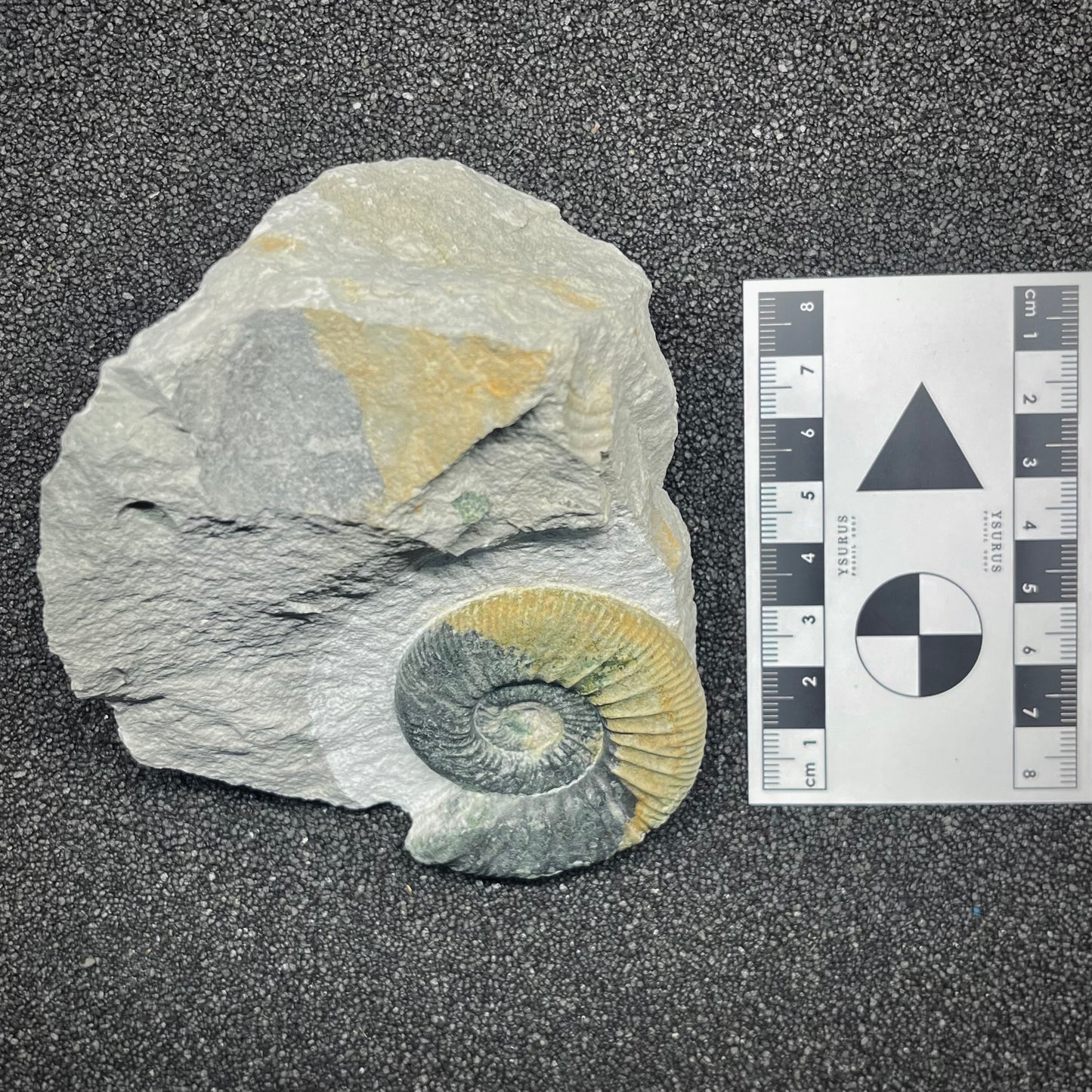 F2902 | Ammonite | Ataxioceras sp.