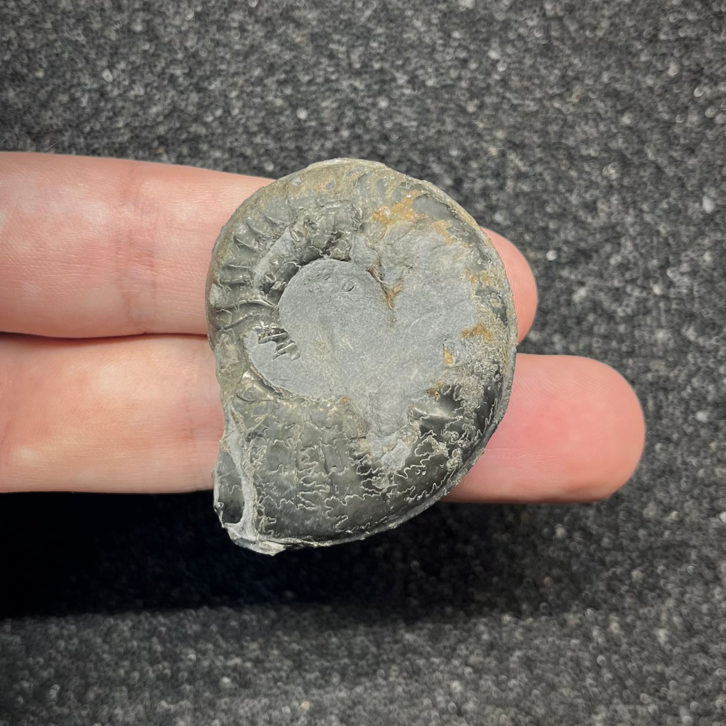 F2894 | Ammonite | Graphoceratidae indet.