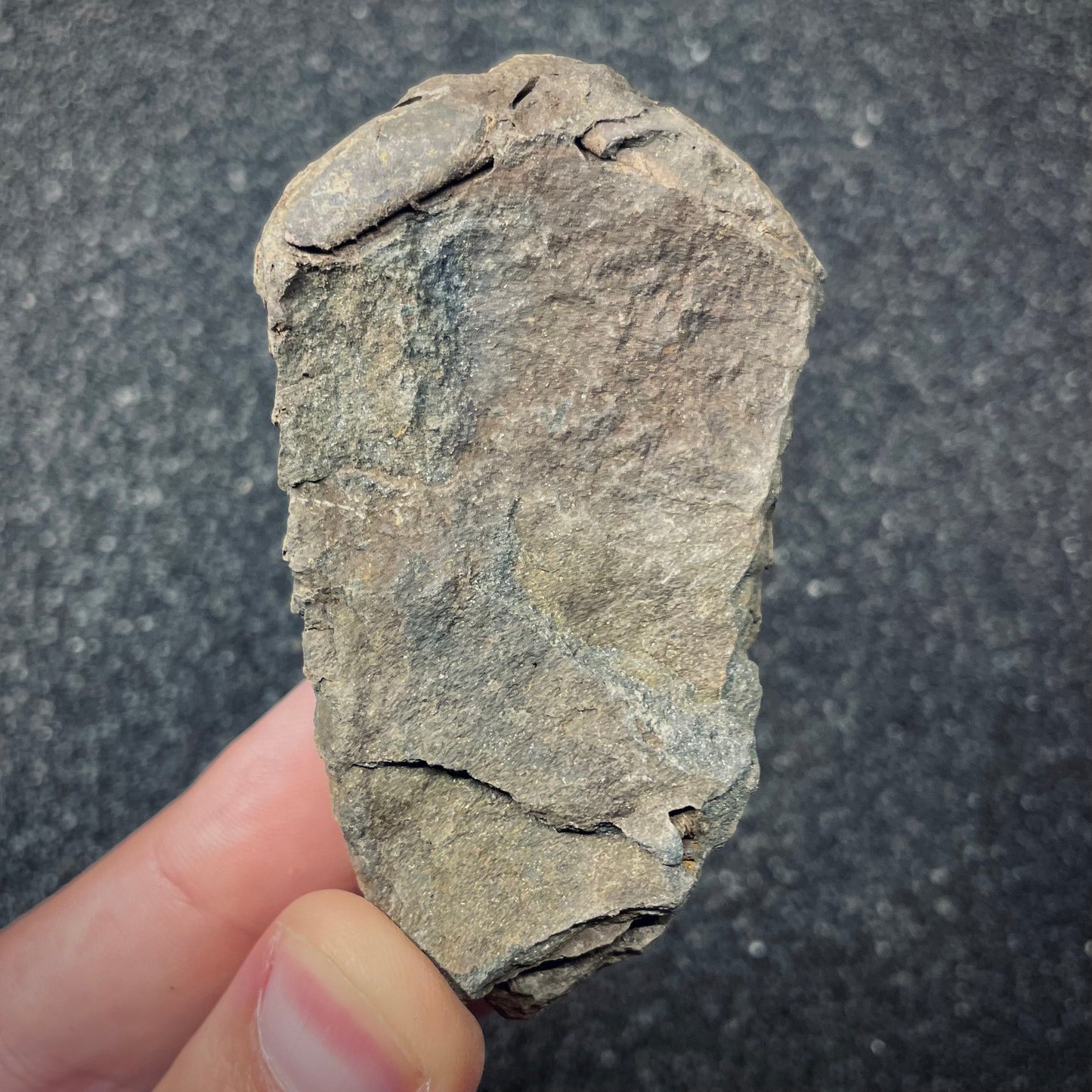 F2624 | Trilobite | Flexicalymene sp.