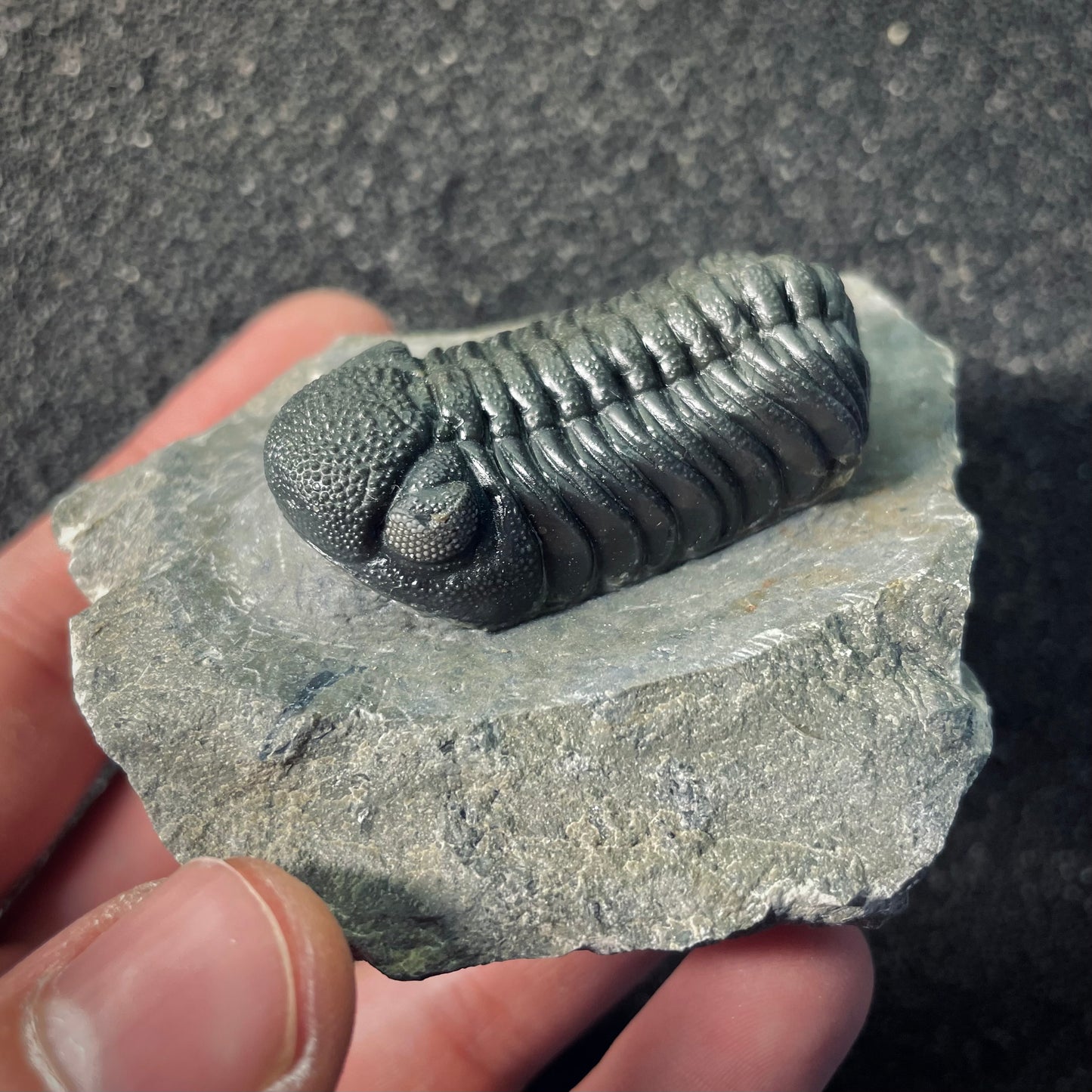 F2611 | Trilobite | Phacopidae indet.