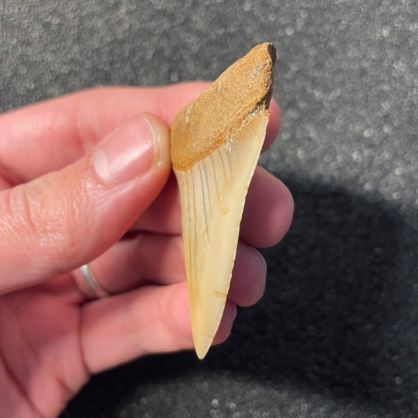 F2311 | Squalo | Carcharodon hastalis