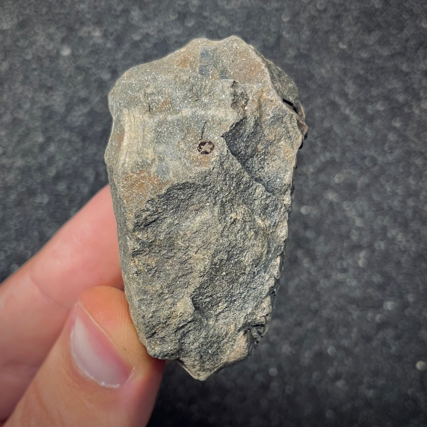 F2621 | Trilobite | Flexicalymene sp.