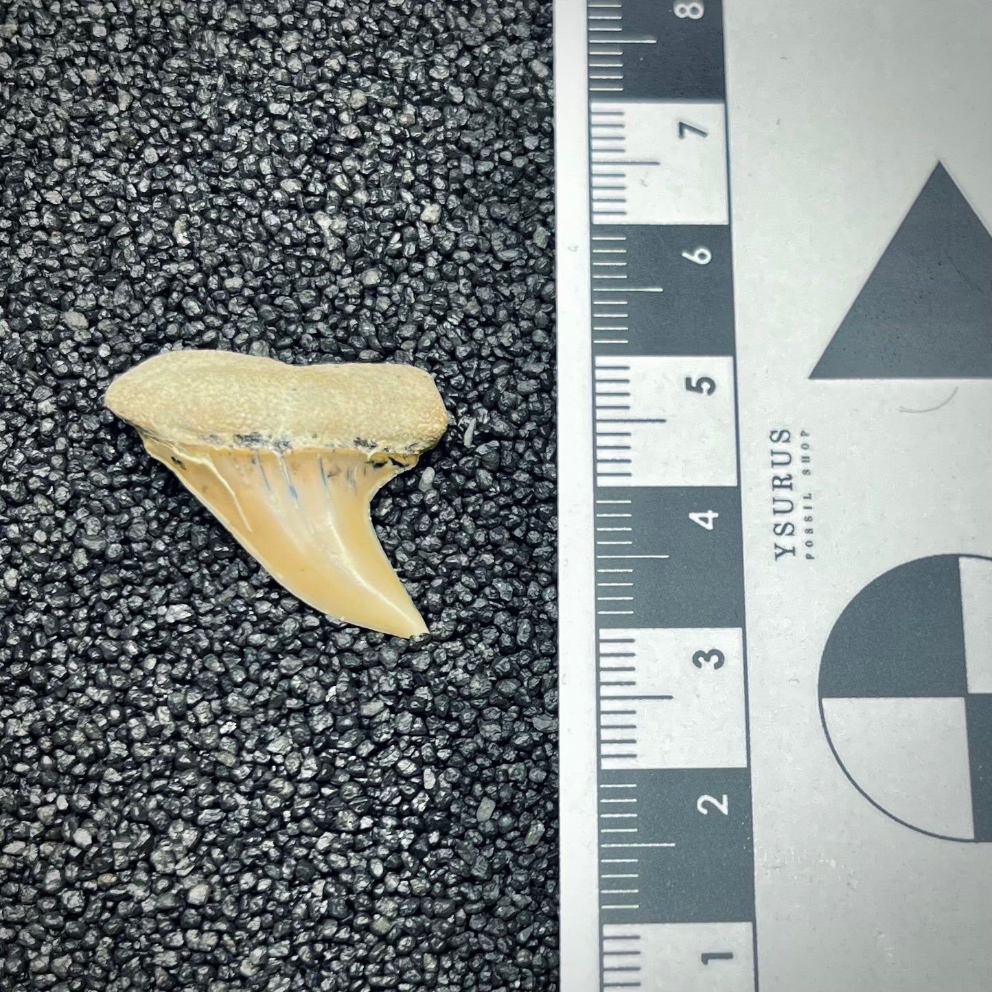 F2742 | Squalo | Carcharodon planus
