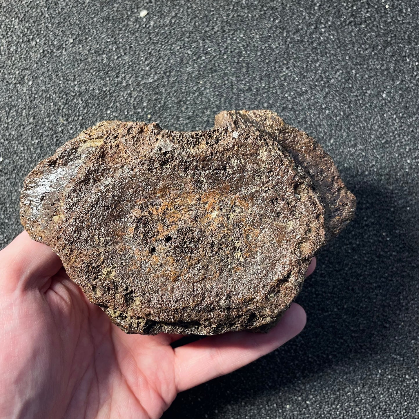 F2505 | Plesiosauro | Plesiosauria indet.