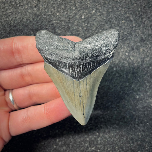 F2583 | Squalo | Otodus megalodon