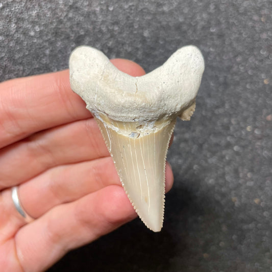 F2501 | Squalo | Otodus sokolovi