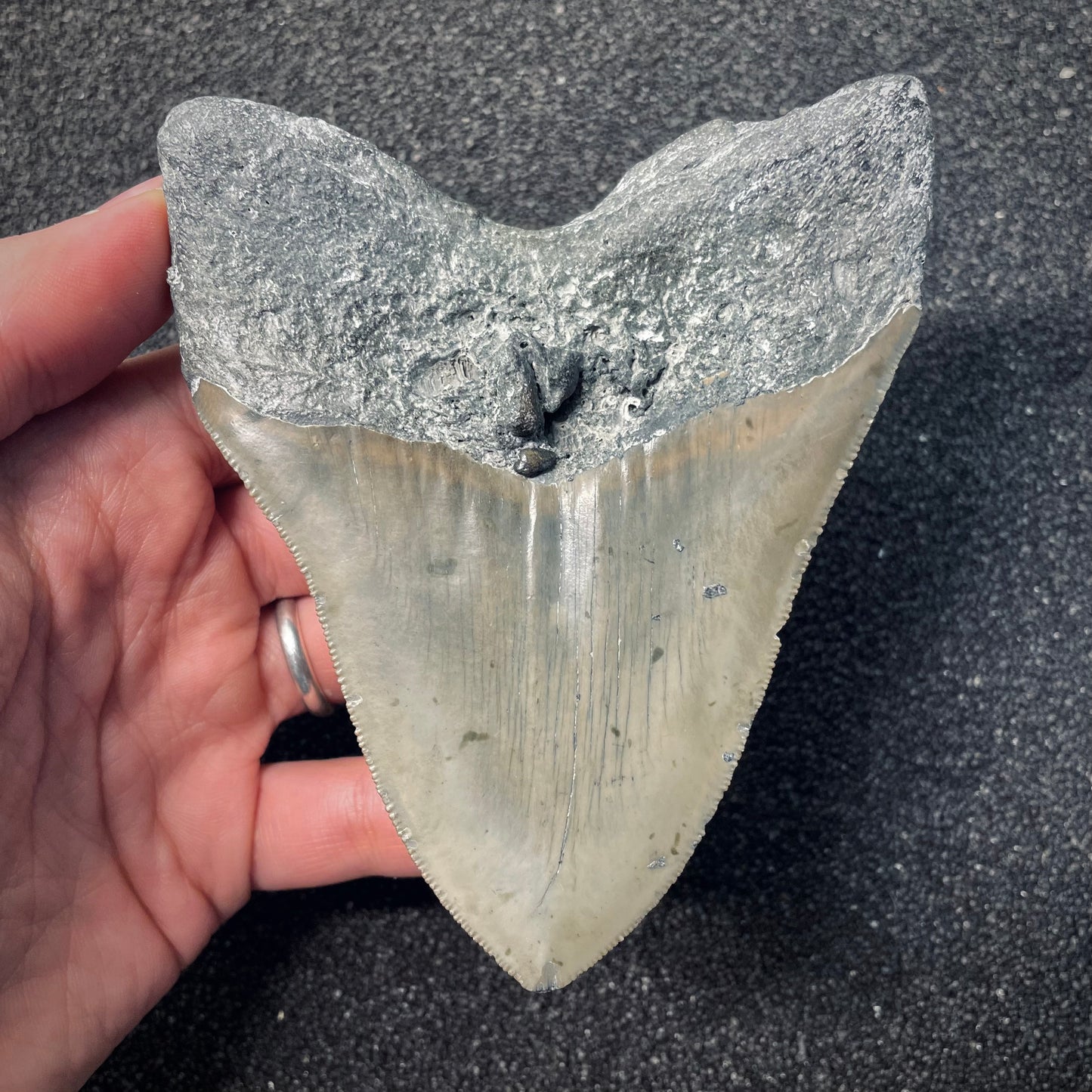 F2581 | Squalo | Otodus megalodon
