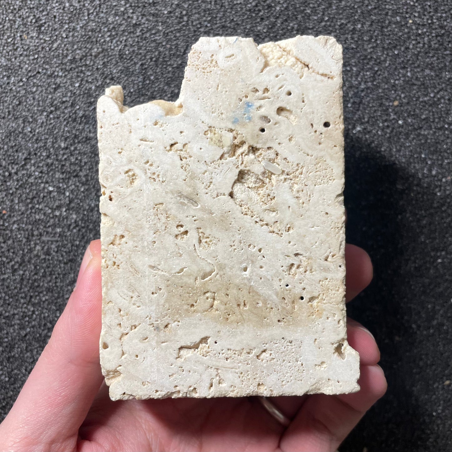 F2497 | Granchio | Potamon sp.