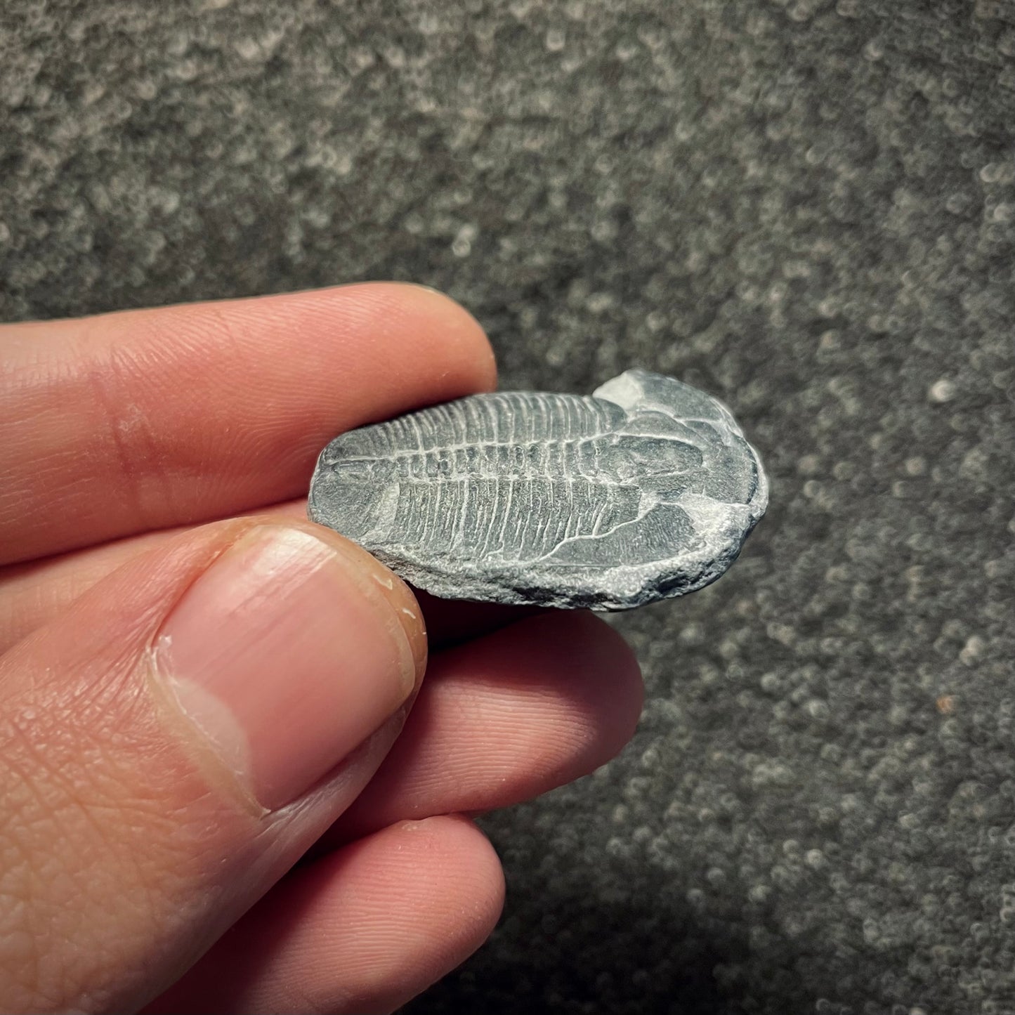 F2140 | Trilobite | Elrathia kingii