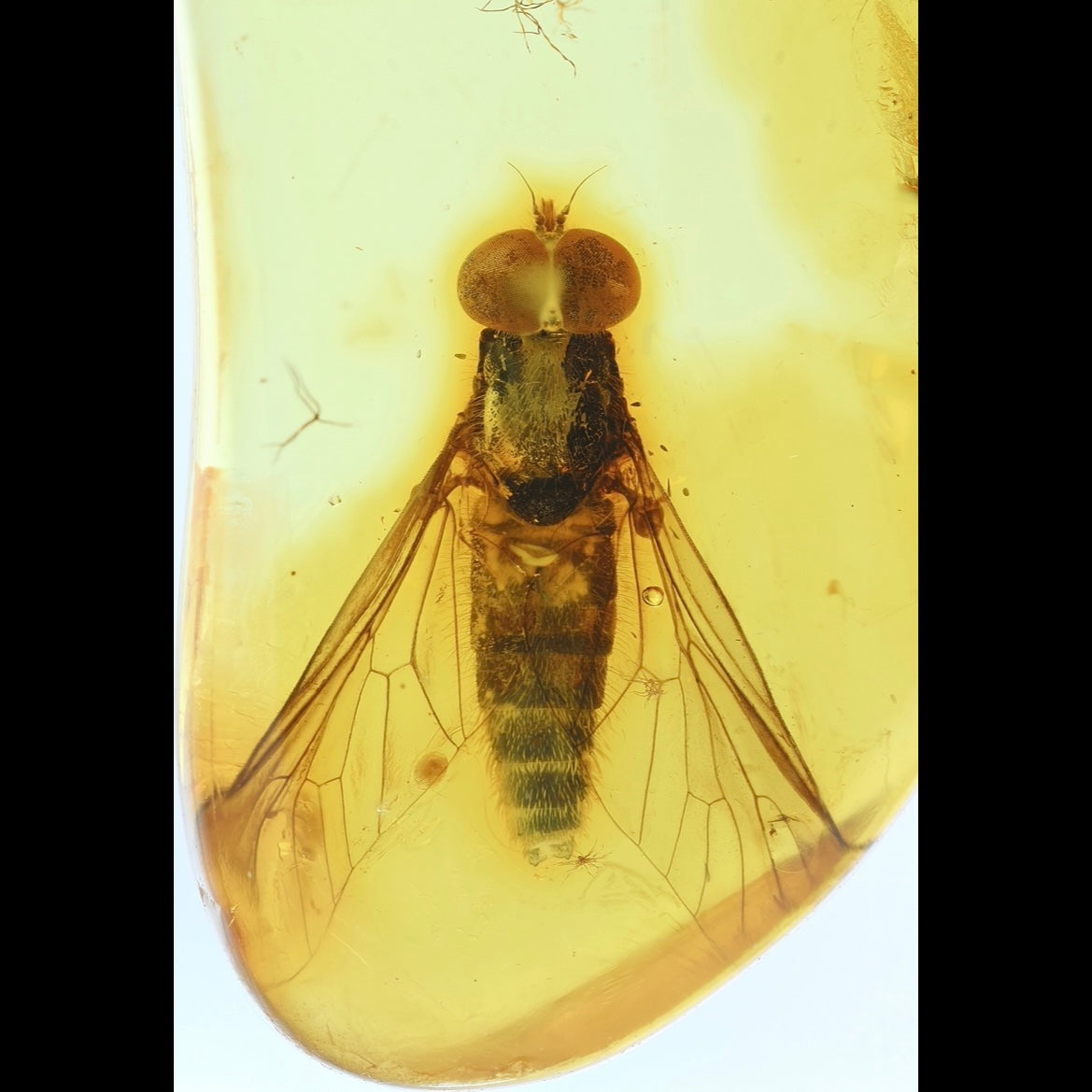 F2420 | Ambra con inclusione | Rhagionidae indet.