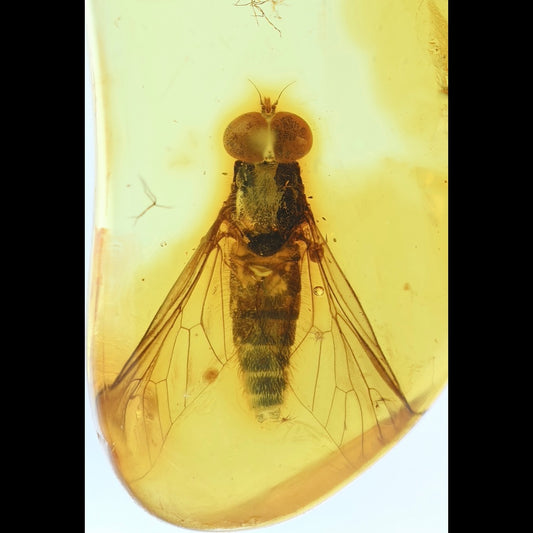 F2420 | Ambra con inclusione | Rhagionidae indet.