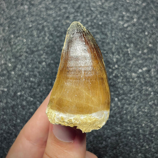 F2694 | Mosasauro | Prognathodon curii