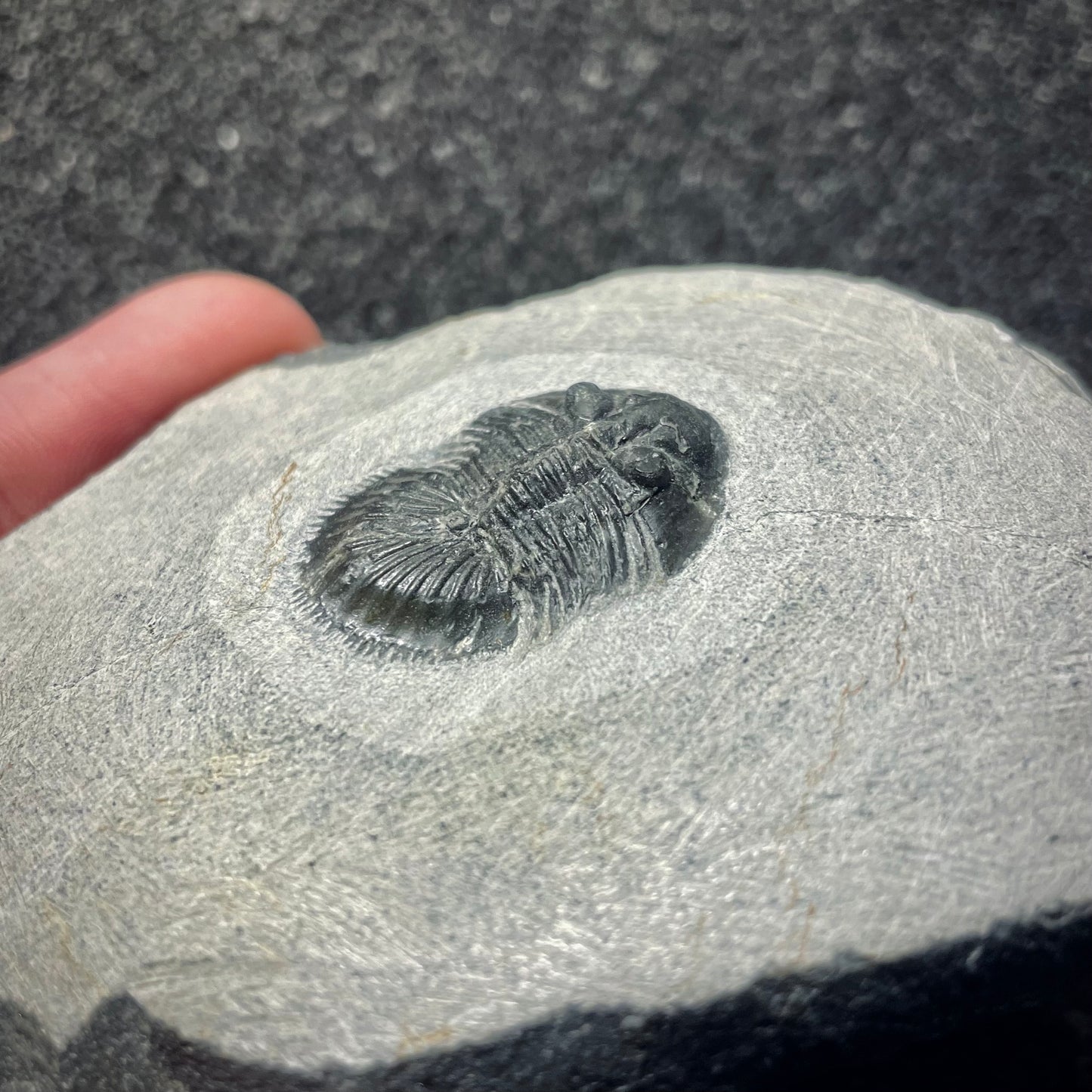 F2144 | Trilobite | Thysanopeltis speciosa