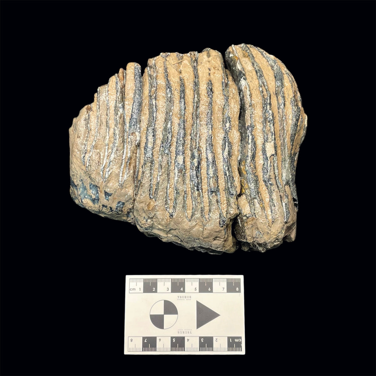 F3080 | Mammut | Mammuthus sp.