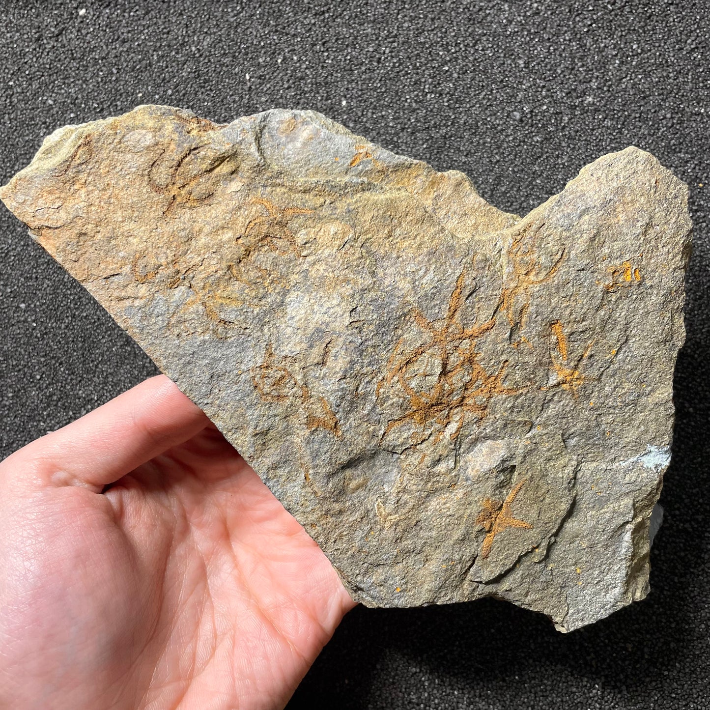 F2500 | Stella marina | Ophiuridae indet.