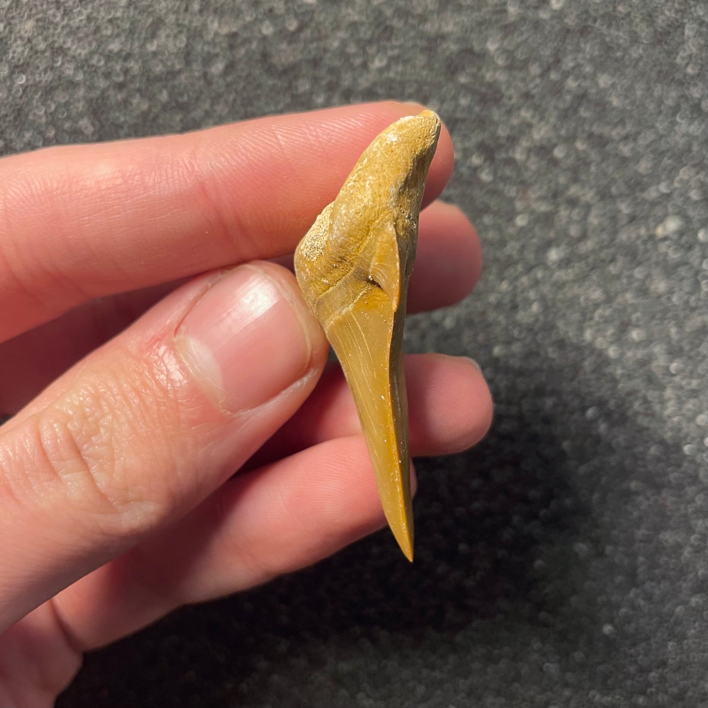 F2214 | Squalo | Otodus obliquus