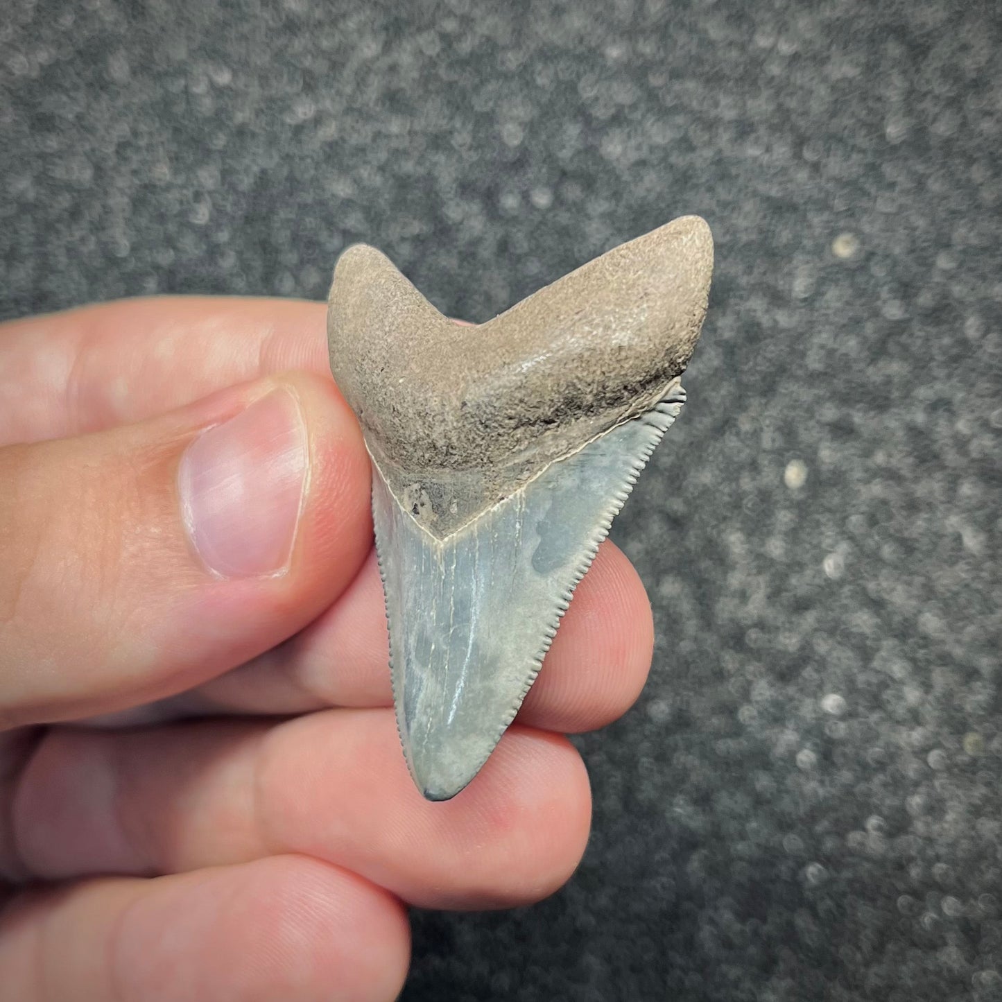 F2873 | Squalo | Otodus megalodon