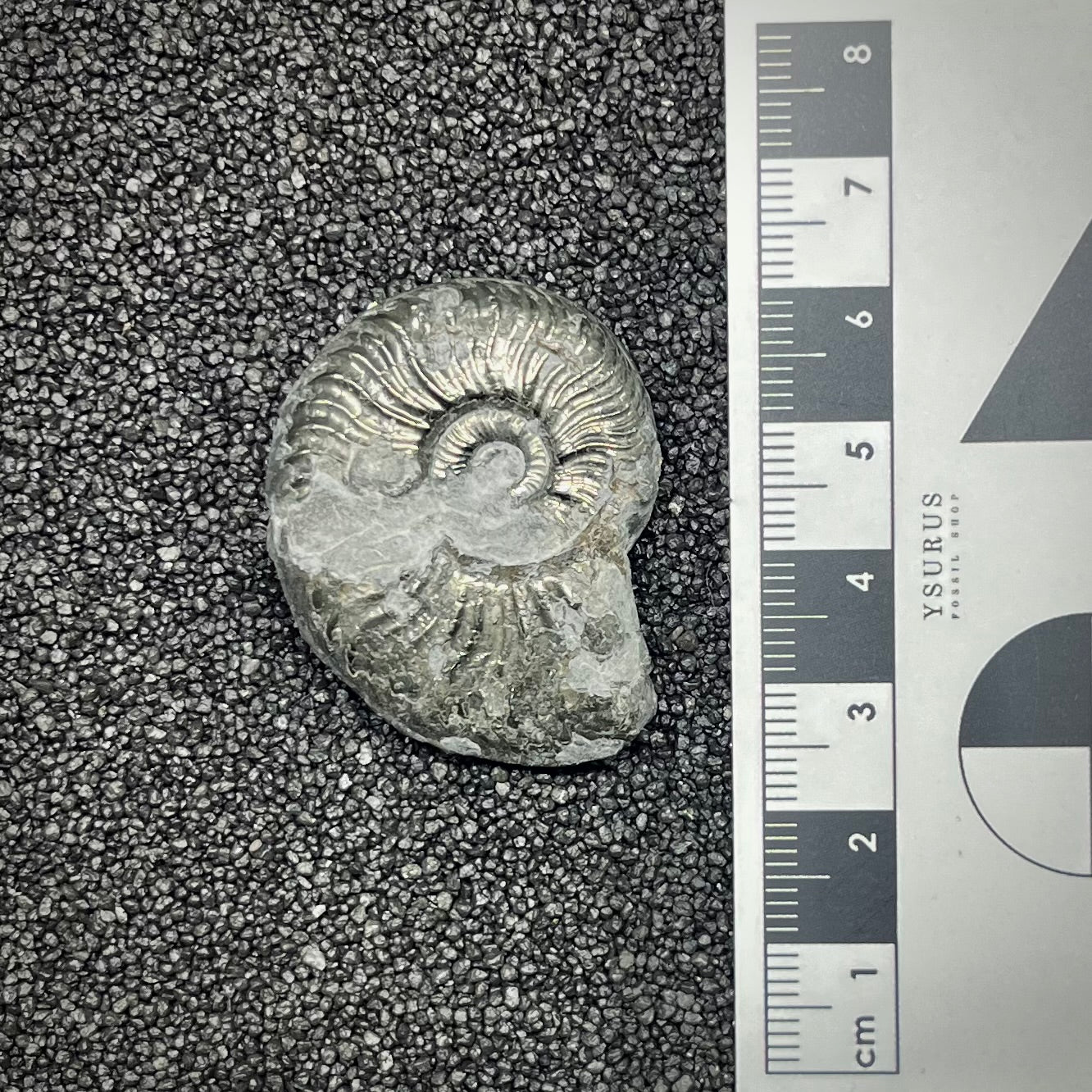 F2885 | Ammonite | Graphoceratidae indet.