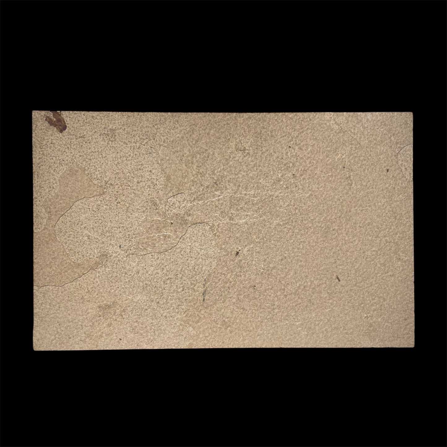 F1965 | Pesce | Knightia eocaena