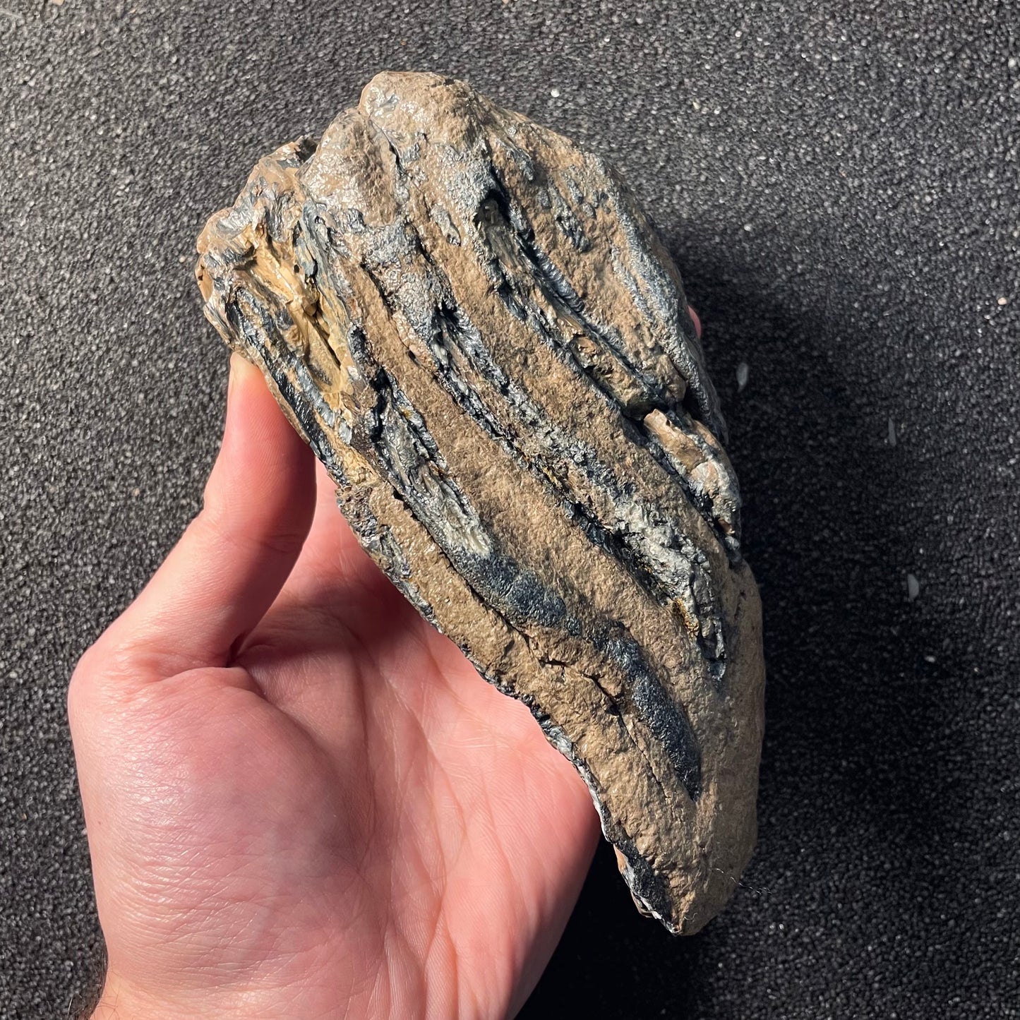 F2446 | Mammut | Mammuthus sp.