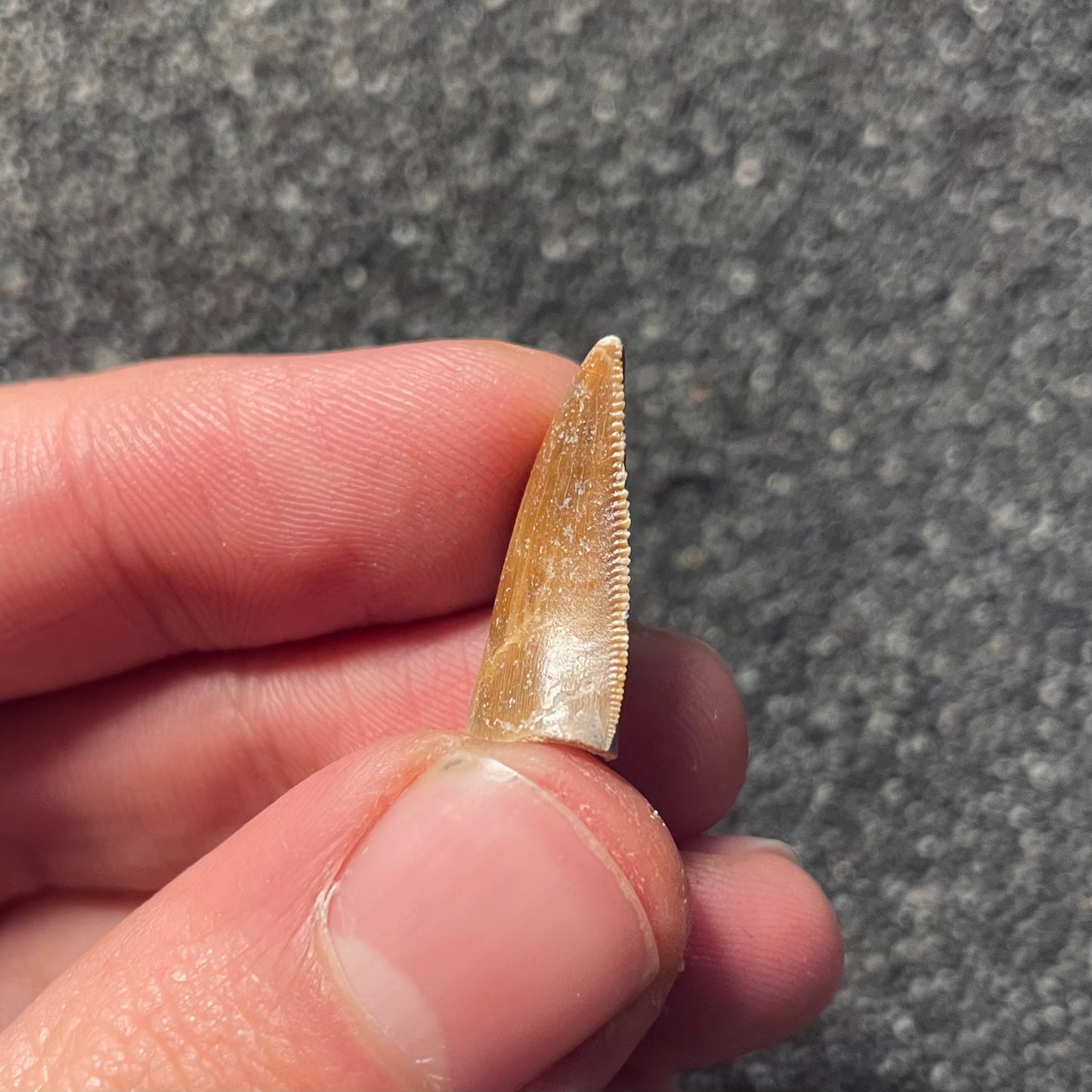 F2109 | Dinosauro | Majungasaurus crenatissimus