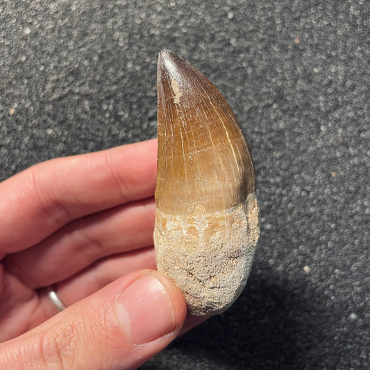 F2116 | Mosasauro | Prognathodon sp.