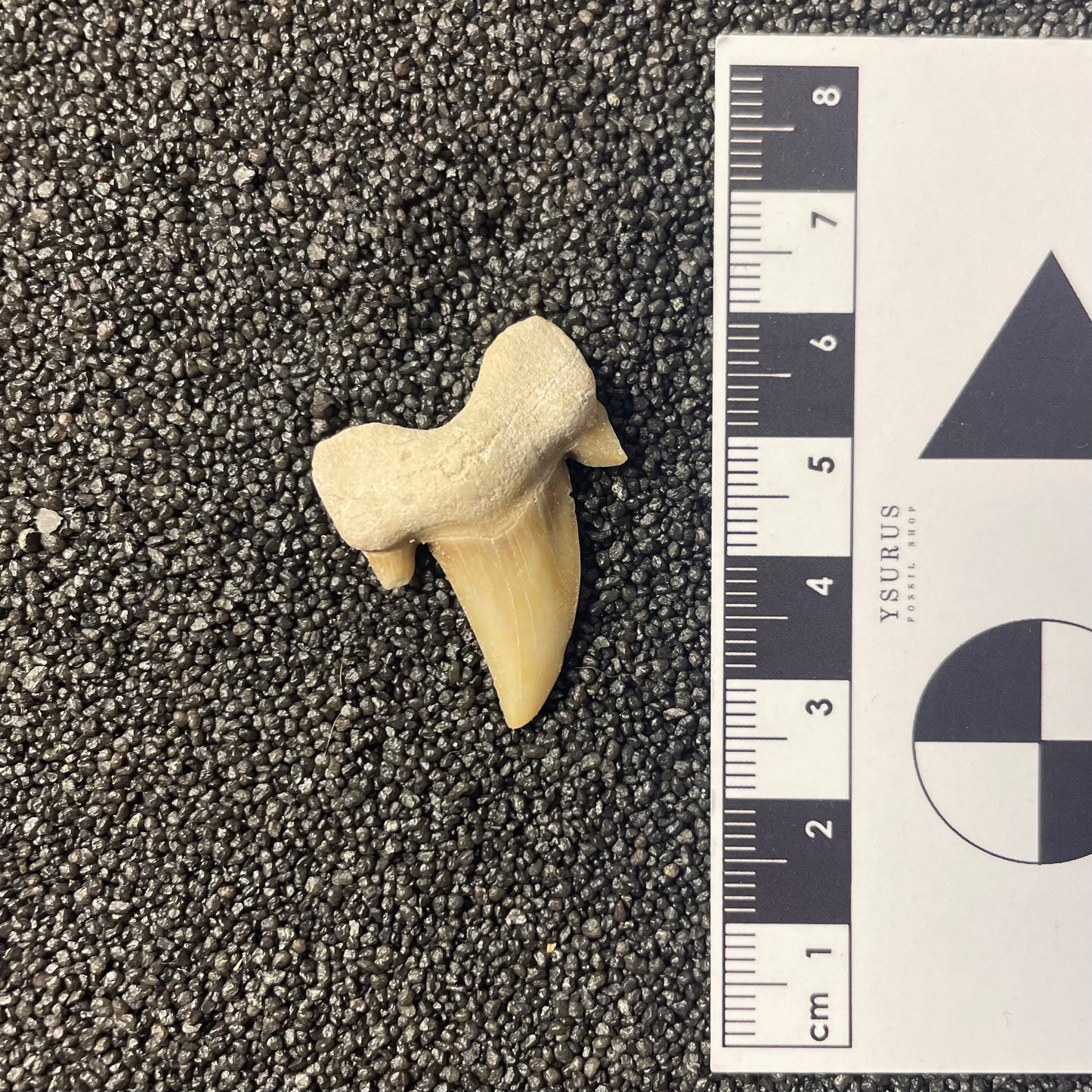 F2218 | Squalo | Otodus obliquus