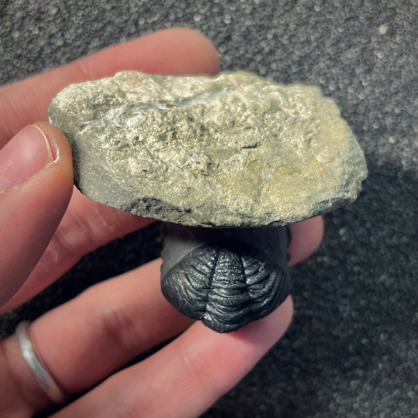 F2609 | Trilobite | Phacopidae indet.