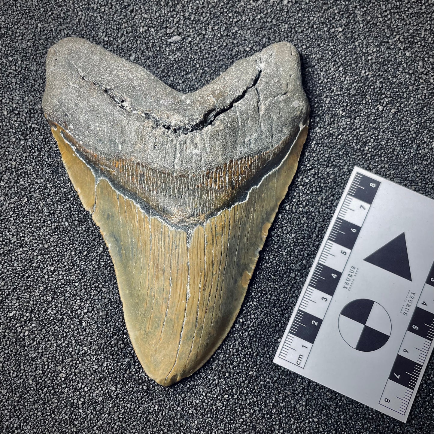 F1848 | Squalo | Otodus megalodon