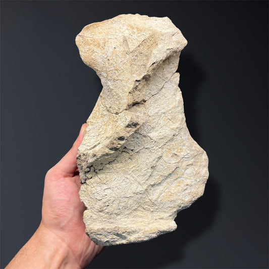 F2915 | Dinosauro | Triceratops sp.