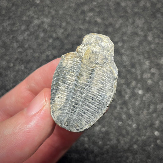 F3015 | Trilobite | Elrathia kingii