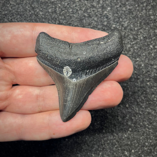 F2870 | Squalo | Otodus megalodon