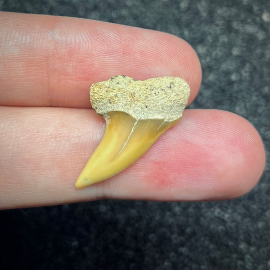 F2741 | Squalo | Carcharodon planus