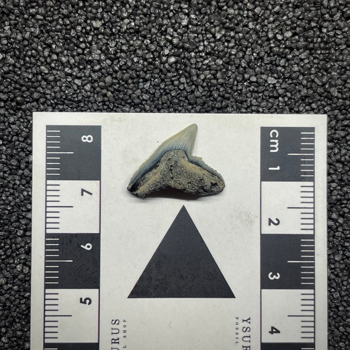F3034 | Squalo | Galeocerdo aduncus