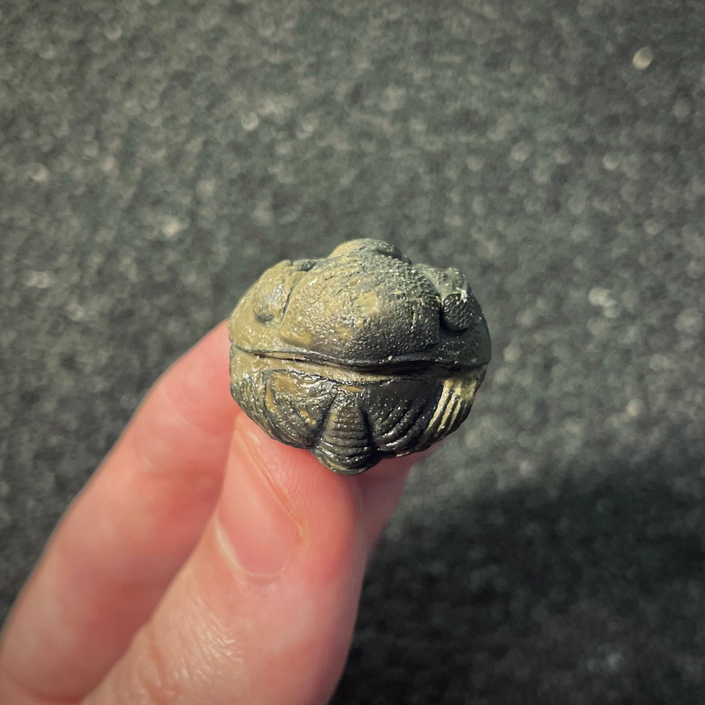 F2602 | Trilobite | Phacopidae indet.