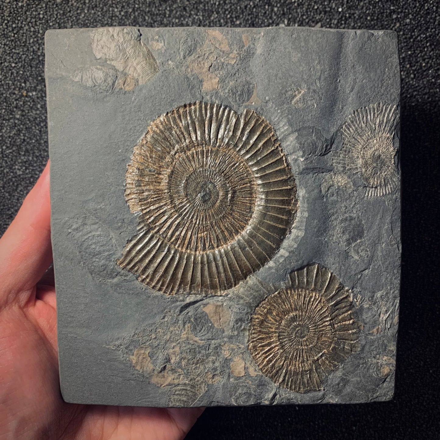 F440 | Ammonite | Dactylioceras commune