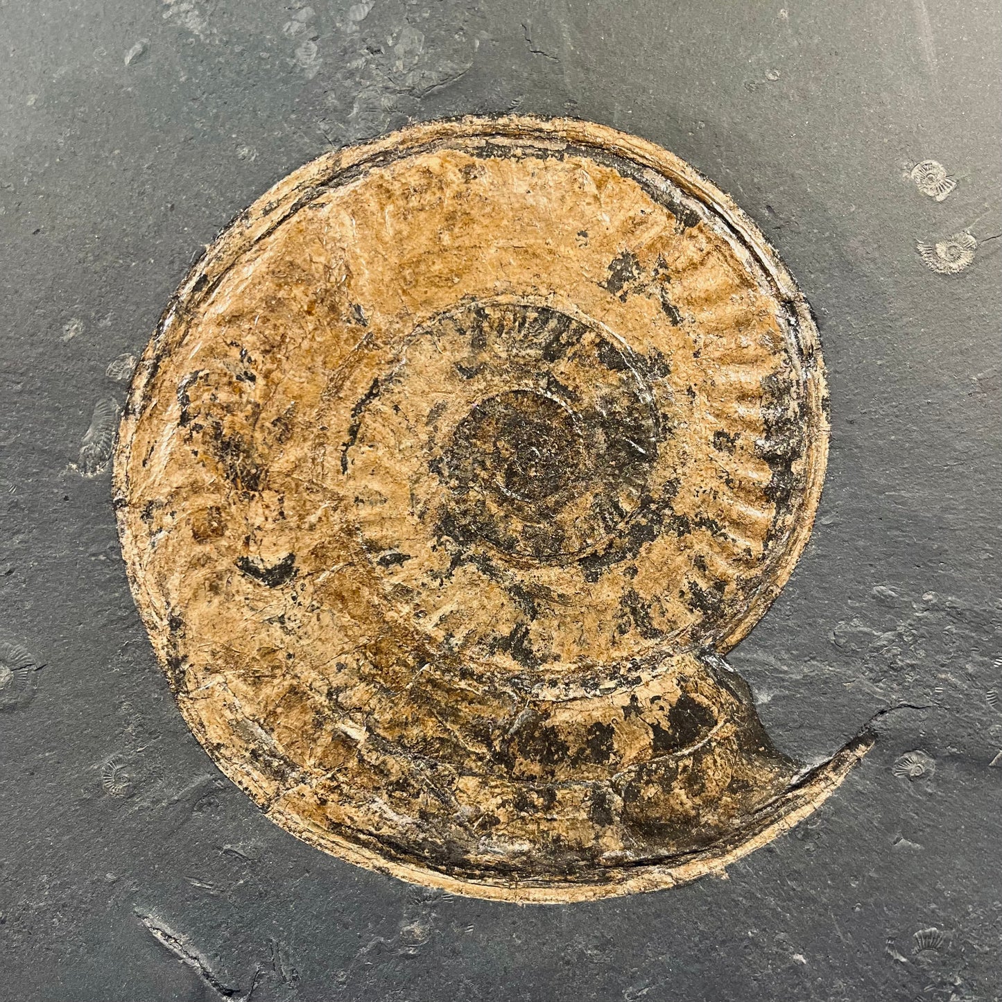 F2787 | Ammonite | Hildoceras sp.