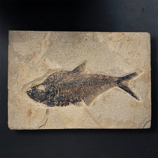 F1967 | Pesce | Diplomystus dentatus