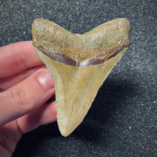 F1866 | Squalo | Otodus megalodon