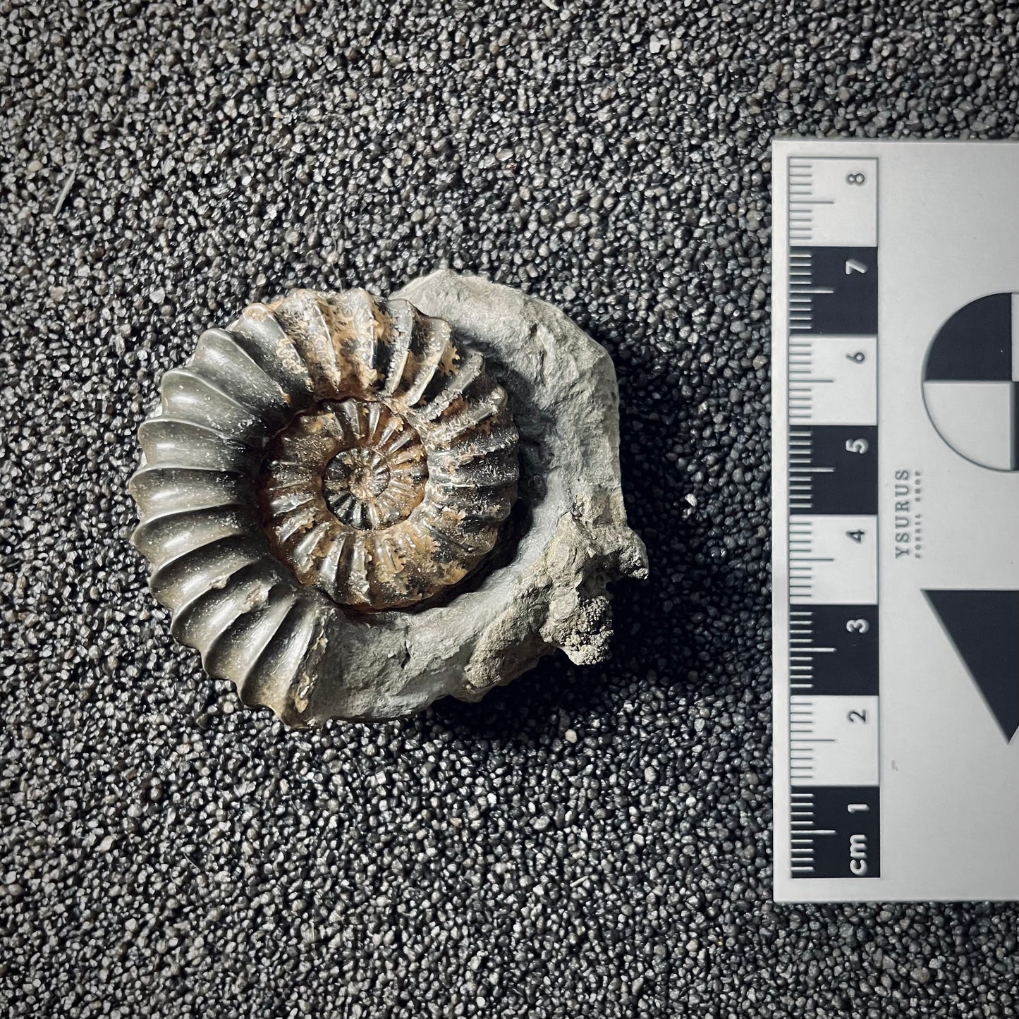 F2560 | Ammonite | Pleuroceras spinatum