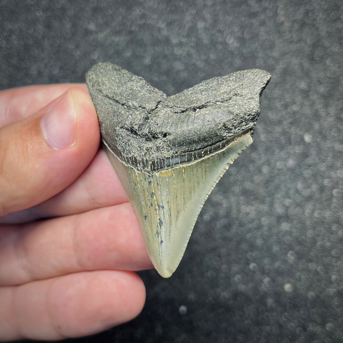 F2877 | Squalo | Otodus megalodon