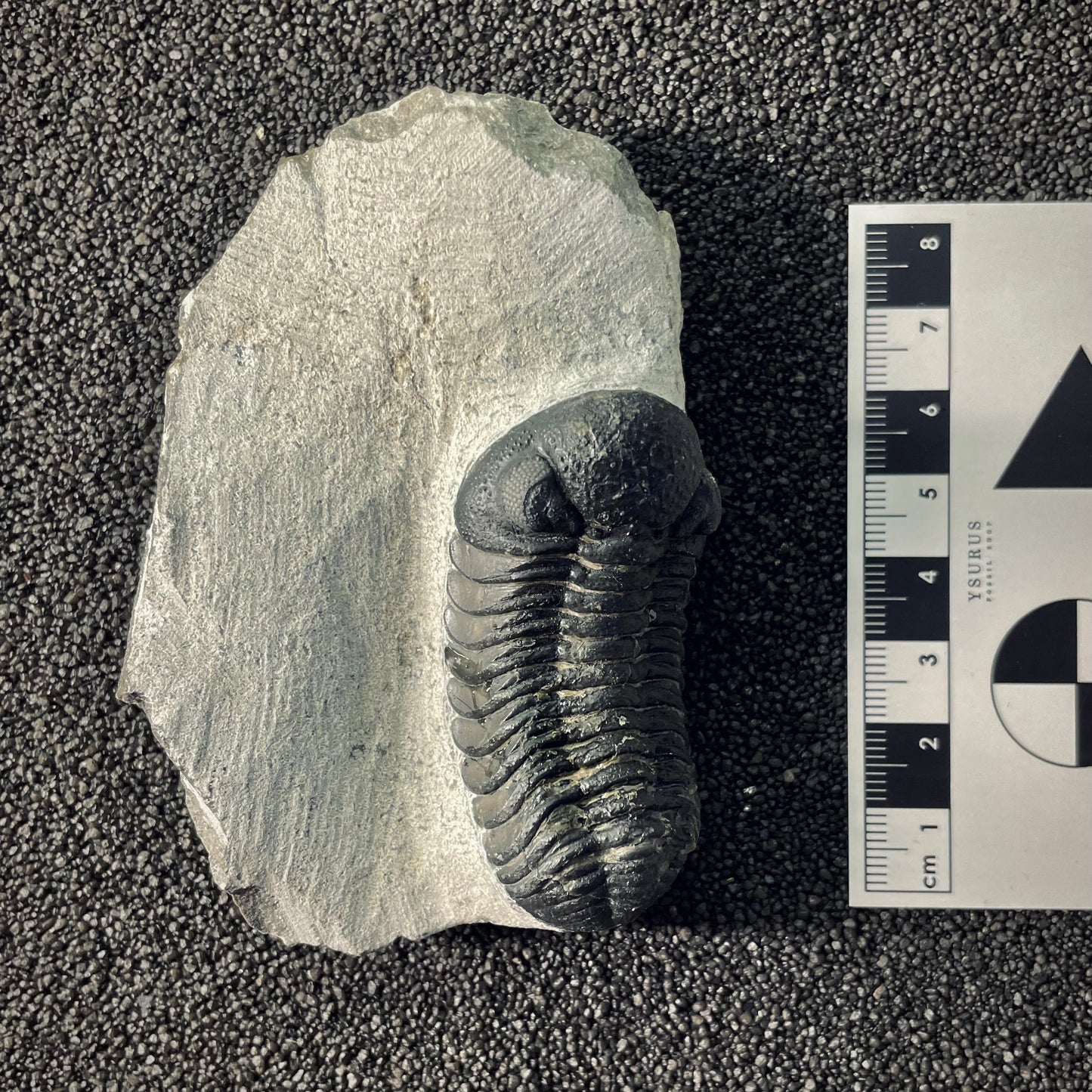 F2605 | Trilobite | Phacopidae indet.